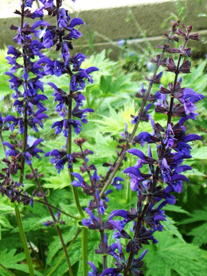 Meadow Clary